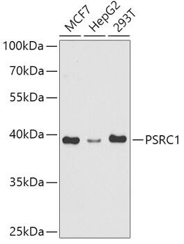 PSRC1 Antibody