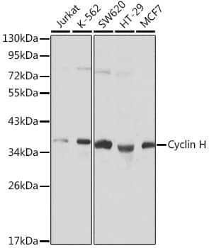 Cyclin H Antibody