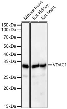 VDAC1 Antibody