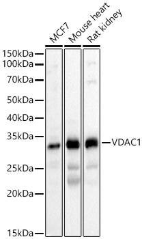 VDAC1 Antibody