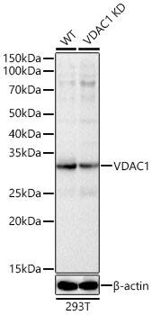 VDAC1 Antibody