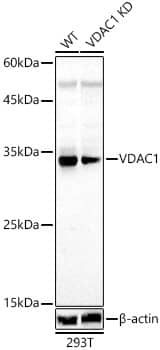 VDAC1 Antibody
