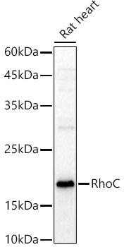 RhoC Antibody