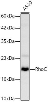 RhoC Antibody