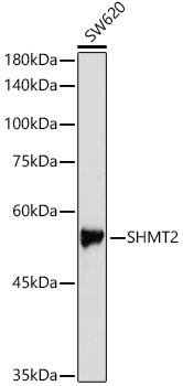 SHMT2 Antibody