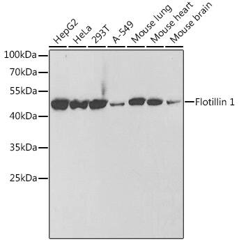 Flotillin-1 Antibody