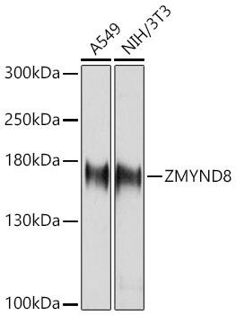 PRKCBP1 Antibody