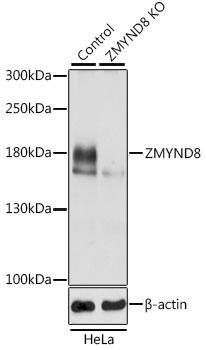 PRKCBP1 Antibody