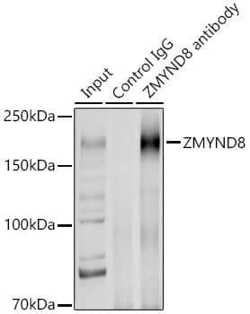 PRKCBP1 Antibody