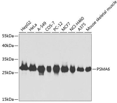 Proteasome 20S alpha 6 Antibody