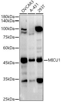 CBARA1 Antibody