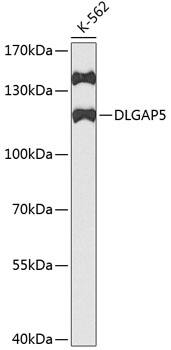 DLG7/HURP Antibody