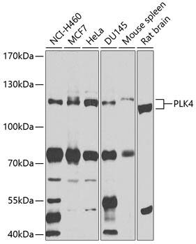 PLK4 Antibody