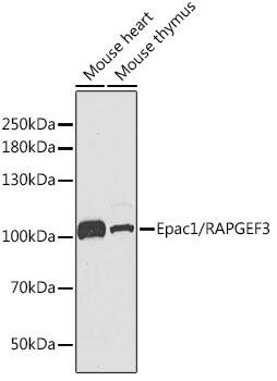 RAPGEF3 Antibody