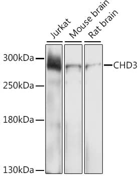 CHD3 Antibody