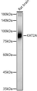 KAT2A/GCN5 Antibody