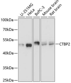 CTBP2 Antibody