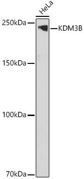 JMJD1B Antibody