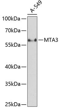 MTA3 Antibody