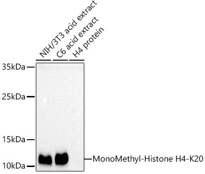 H4 Clustered Histone 1 [Monomethyl Lys20] Antibody