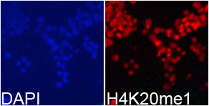 H4 Clustered Histone 1 [Monomethyl Lys20] Antibody