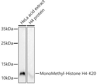 H4 Clustered Histone 1 [Monomethyl Lys20] Antibody