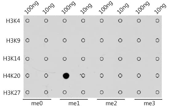 H4 Clustered Histone 1 [Monomethyl Lys20] Antibody