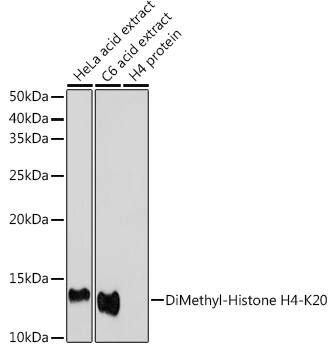 H4 Clustered Histone 1 [Dimethyl Lys20] Antibody