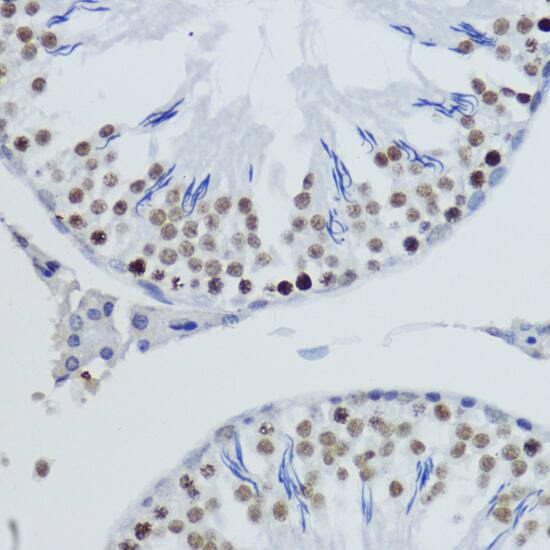 H4 Clustered Histone 1 [Dimethyl Lys20] Antibody