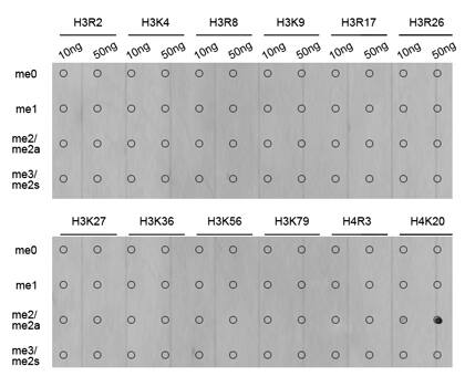 H4 Clustered Histone 1 [Dimethyl Lys20] Antibody