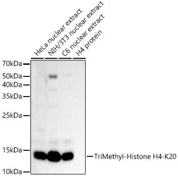 H4 Clustered Histone 1 [Trimethyl Lys20] Antibody