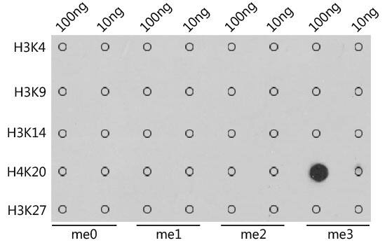 H4 Clustered Histone 1 [Trimethyl Lys20] Antibody