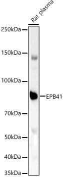 EPB41 Antibody