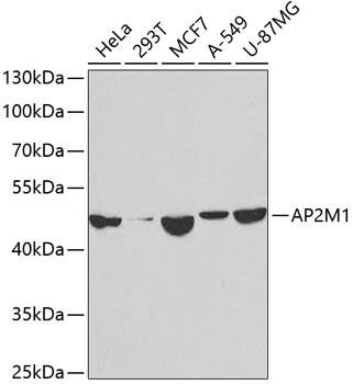 AP2M1 Antibody