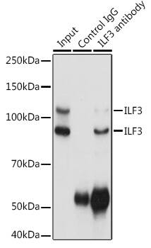 ILF3 Antibody