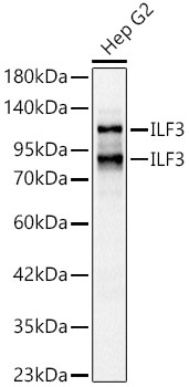 ILF3 Antibody
