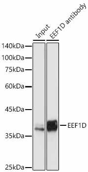 EEF1D Antibody