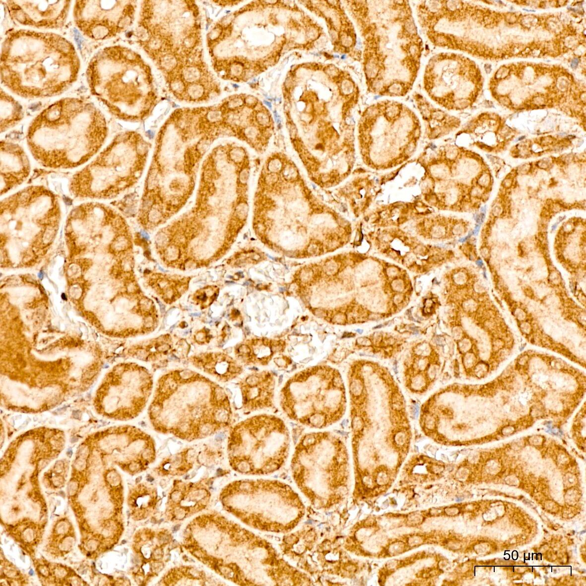 EEF1D Antibody