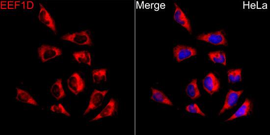 EEF1D Antibody
