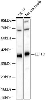 EEF1D Antibody