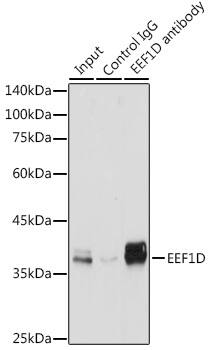 EEF1D Antibody