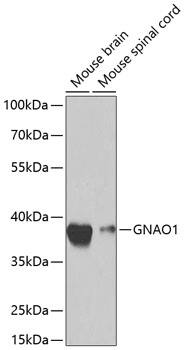 GO Protein alpha Antibody