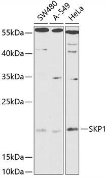 Skp1 Antibody