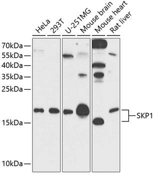 Skp1 Antibody