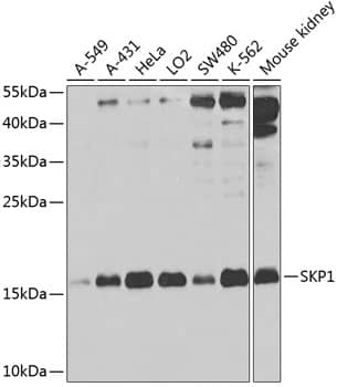 Skp1 Antibody