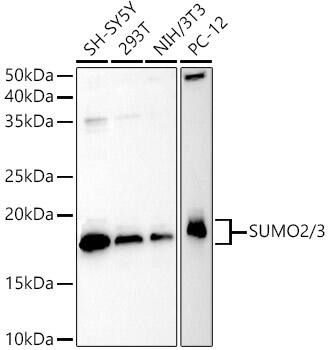 SUMO2 Antibody