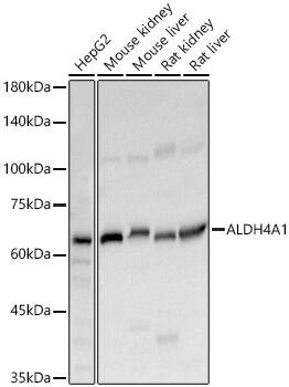 ALDH4A1 Antibody