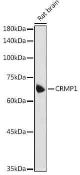 CRMP1 Antibody