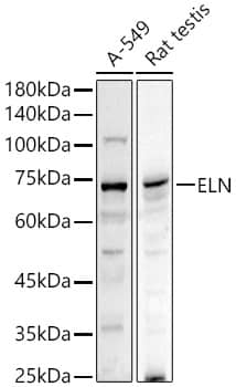 Elastin Antibody