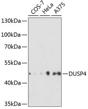 DUSP4 Antibody